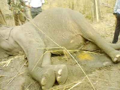 A 63-year-old elephant died of exhaustion while serving tourists in Dak Lak Province on April 9 (Photo: SGGP) A 63-year-old elephant died of exhaustion while serving tourists in Dak Lak Province on April 9 (Photo: SGGP)